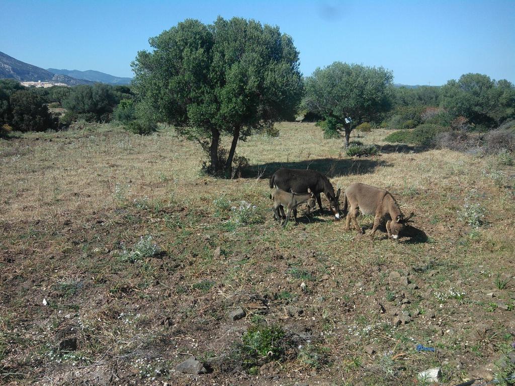 Vistamare Villa Orosei Luaran gambar
